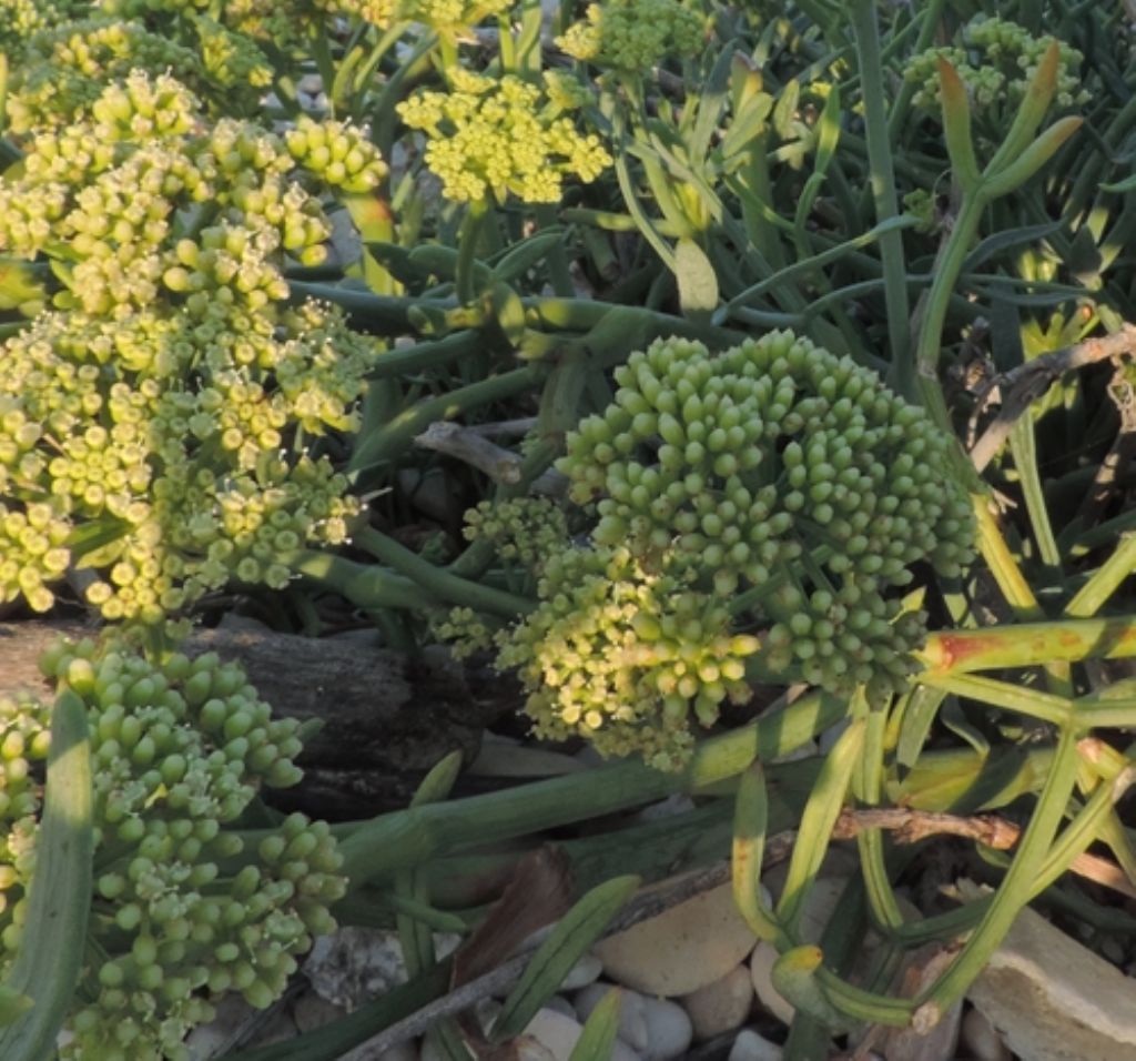 Scogli e sassi, cuscinetti...Crithmum maritimum